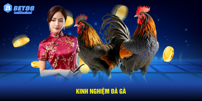 Kinh Nghiệm Đá Gà